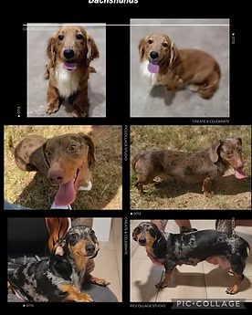 Dachshunds for Sale!!!
