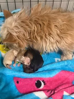 Morkie Mom and Pups for Sale!!!