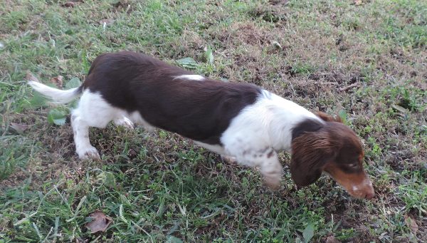 Roxie male 3 c