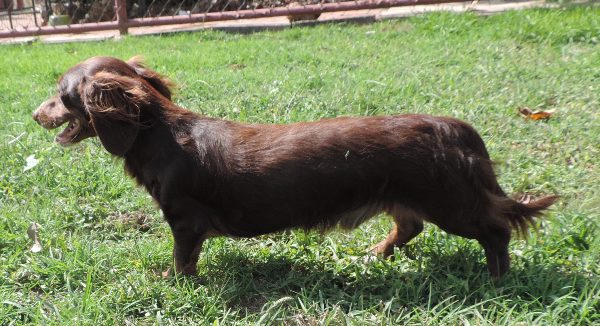 Mirabell male a