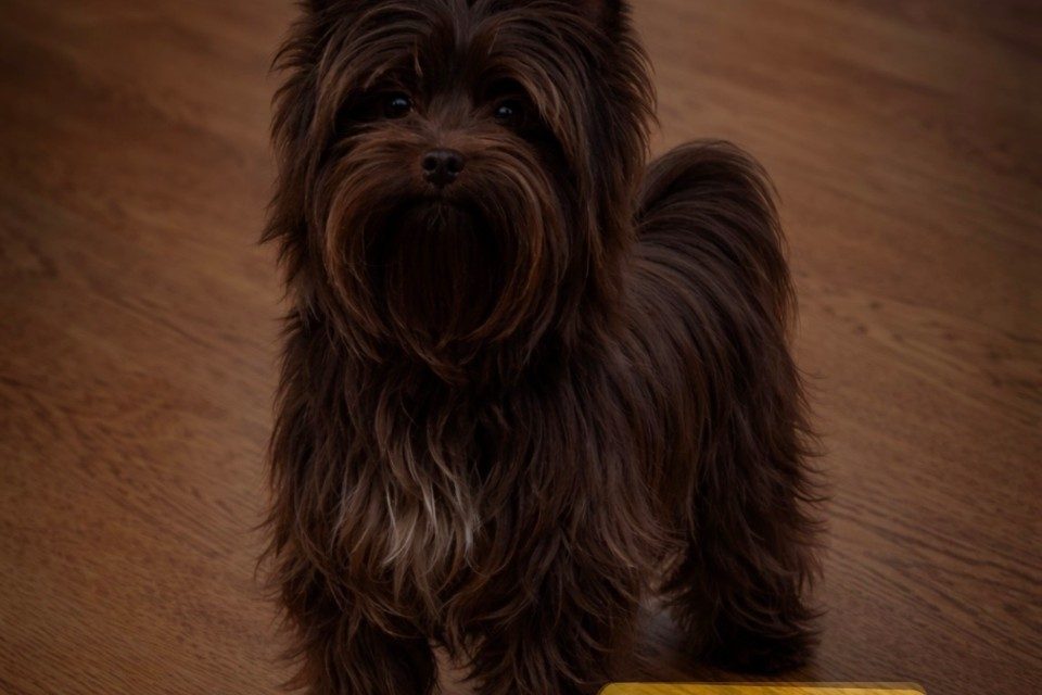 Saturday Oct. 24th 2026 Consignment Dog Auction.
