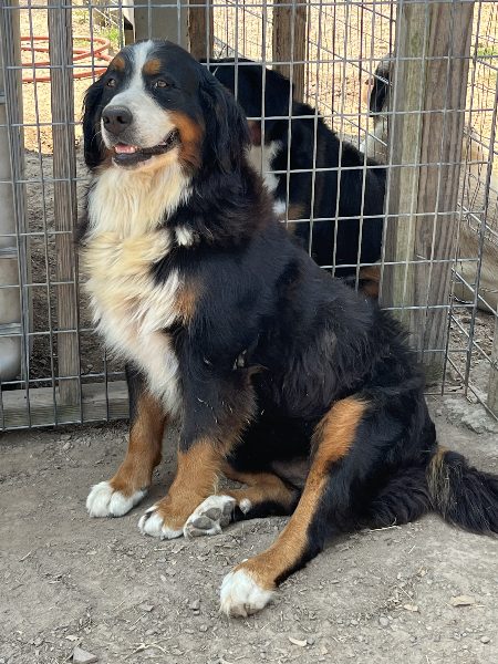 Bernese Female for Sale!!!