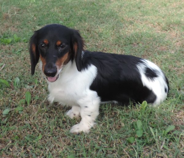 Roxie male 1 a