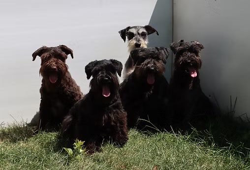 Kennel Reduction!